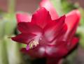 IMG_2735 cactus blossom